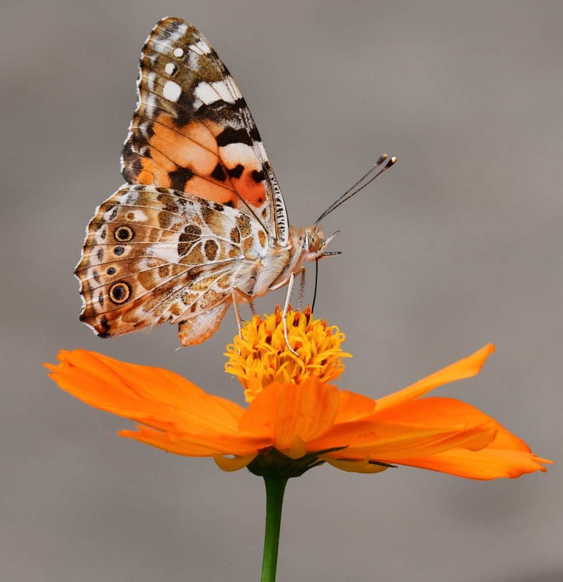 Mindfulness & Vowing the Impossible