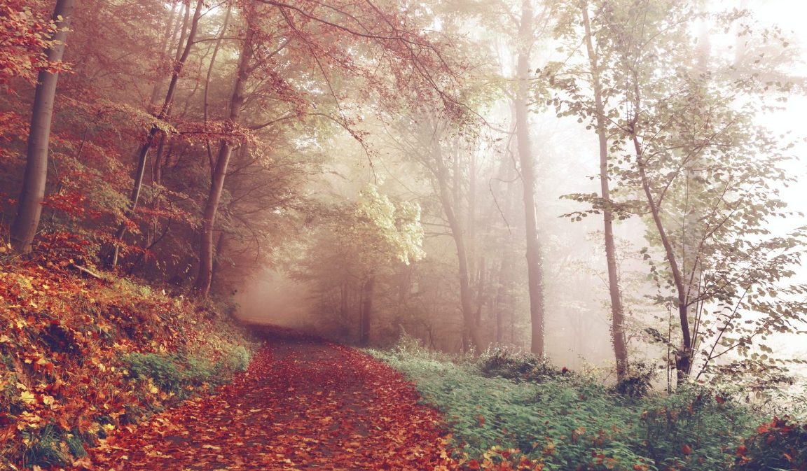 Forest Bathing & Mindful Walking
